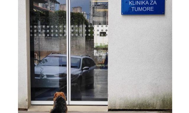 Pas ispred Klinike za Tumore