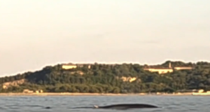 ff8a32f8534bb8772efa