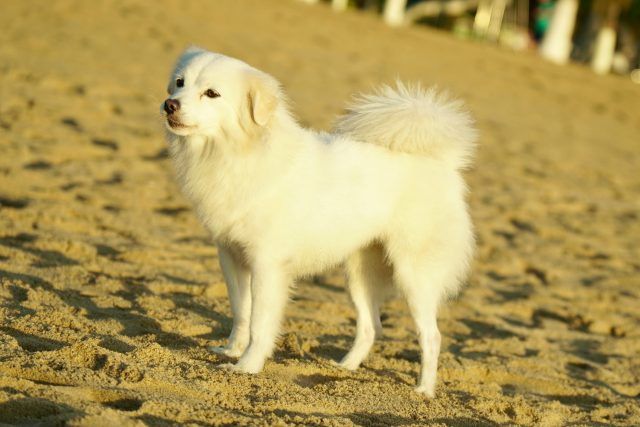 pexels tuan vy 903011268 32856470