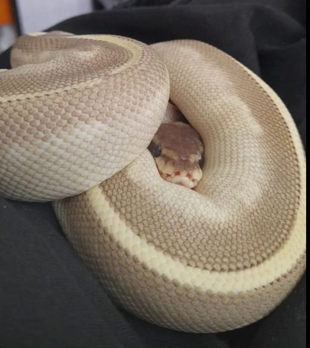 FB IMG 1755684518450