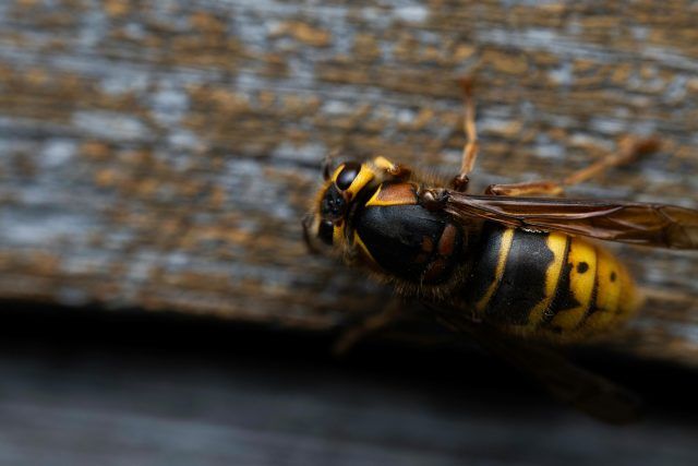 pexels jaralol 32633831