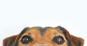 pexels lum3n 44775 406014 (1)