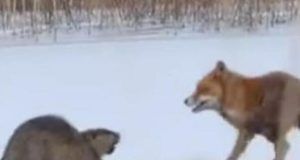 1579441 lisica i gloar ls