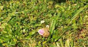 4beeef7fe3ae64054f07