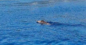 92d8a996 9711 46c7 b930 9a3c8789c9b1