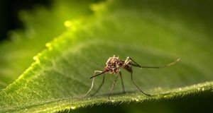 pexels erik karits 2093459 9950359