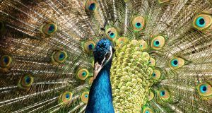 pexels pixabay 54108