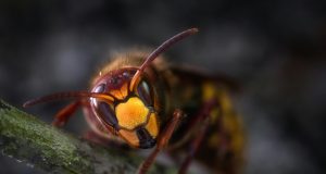 pexels umsiedlungen 928966