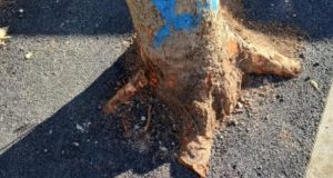 Korijen stabla prekriven asfaltom na pločniku u Radničkoj ulici