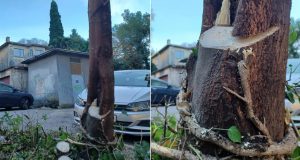 Stablo foto zaštita drveća u Rijeci