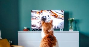 pexels harrisjohann 4774774