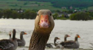 pexels pixabay 66863