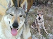 Grobnička obitelj nudi 10.000 eura nagrade za pronalazak Akija Aki foto FB