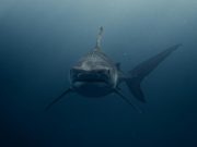 Jadransko more “prevarilo” znanstvenike: velika bijela psina nije što su mislili pexels alohaphotostudio 18558753