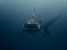 Jadransko more “prevarilo” znanstvenike: velika bijela psina nije što su mislili pexels alohaphotostudio 18558753