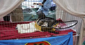 Medunarodna izlozba macaka u Rijeci 18 3