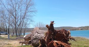 Bura srušila dvjestogodišnje stablo u Solinama na Krku