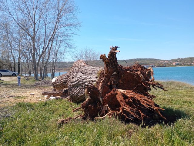Bura srušila dvjestogodišnje stablo u Solinama na Krku