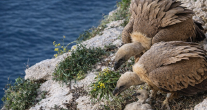 Bjeloglavi supovi na Plavniku donose biljke u gnijezdo i hrane mladunče na litici iznad mora