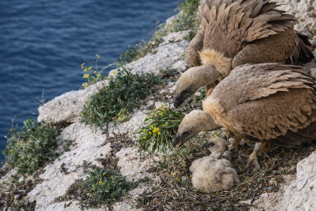 Bjeloglavi supovi na Plavniku donose biljke u gnijezdo i hrane mladunče na litici iznad mora