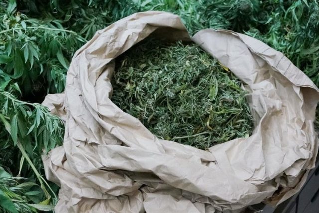 Marihuana